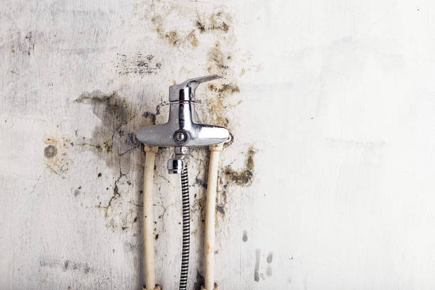 Best Black Mold Remediation in Byram Center, NJ