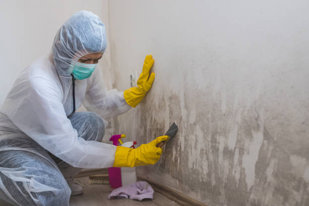 Best Insurance-Related Mold Remediation in Byram Center, NJ