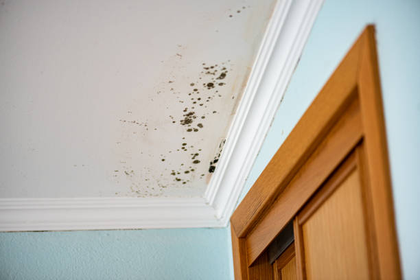 Best DIY Mold Remediation Support Services in Byram Center, NJ