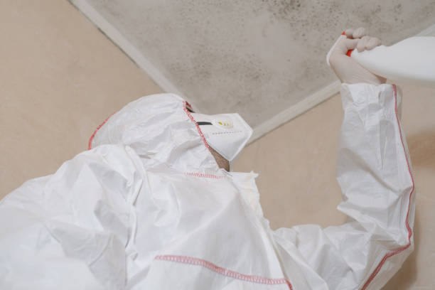 Best Post-Flood Mold Remediation in Byram Center, NJ
