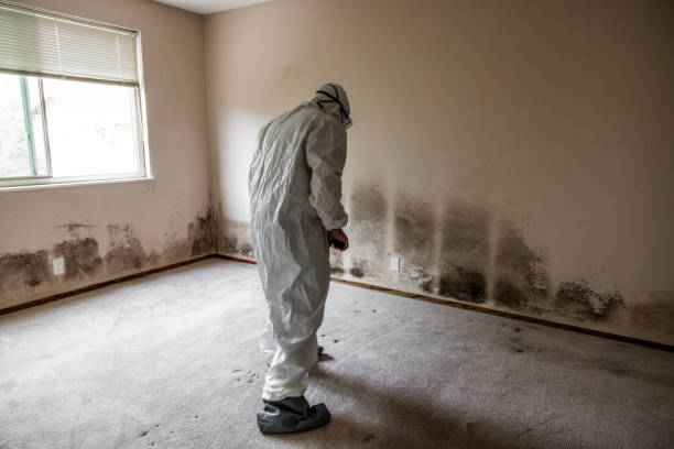 Trusted Byram Center, NJ Mold Remediation Experts