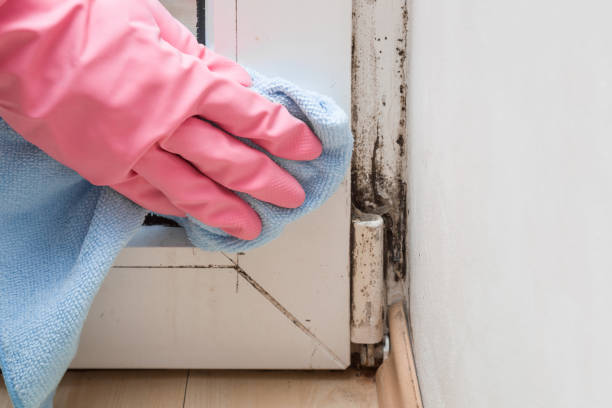 Best Mold Remediation for Specific Building Types in Byram Center, NJ